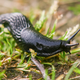 Illustration for article titled Children’s Science Website Clearly Struggling To Come Up With 10 Facts About Slugs